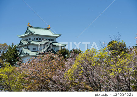 Nagaya castle with falling pink sakura in springtime, Chubu, Japan Nagaya castle with falling pink sakura in springtime, Chubu, Japan 124554525