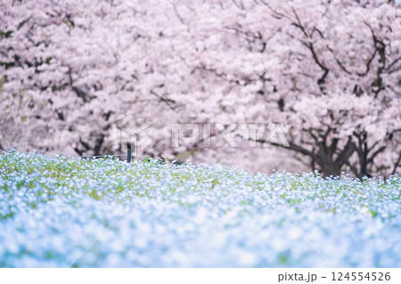 Nemophila on hill slope and spring sakura Uminonakamichi Park, Fukuoka 124554526