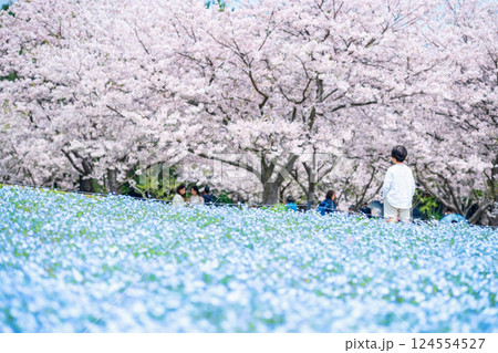 Boy enjoy sakura at Nemophila, Uminonakamichi park, Fukuoka Boy enjoy sakura at Nemophila, Uminonakamichi park, Fukuoka 124554527