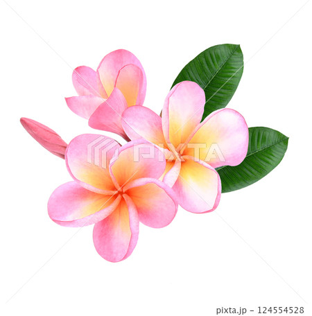 Pink Plumeria, frangipani flowers isolated on white background. Pink Plumeria, frangipani flowers isolated on white background. 124554528