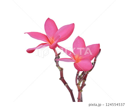 Pink frangipani flowers with beautiful branches  on  white  baxkground. 124554537