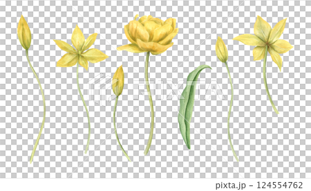 Yellow tulips with blooming flowers, buds on stem, and green leaf set watercolor illustration isolated background. Hand painted wild primrose clip art for spring greeting cards, wedding invitations. 124554762