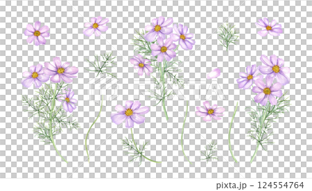 Watercolor pink cosmos flower bouquet clip art illustration isolated background. Cosmea flowers branch and simple flower heads, leaves. Floral summer, autumn set for birthday greeting cards. 124554764