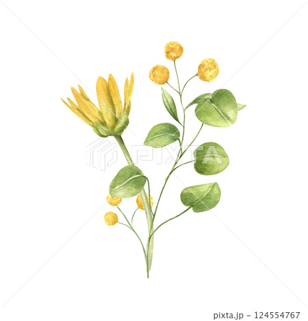 Watercolor spring primroses with leaves illustration isolated background. Meadow wild buttercup and abstract flowers bouquet. Floral composition for wedding invitation, greeting card, or Easter design Watercolor spring primroses with leaves illustration isolated background. Meadow wild buttercup and abstract flowers bouquet. Floral composition for wedding invitation, greeting card, or Easter design 124554767