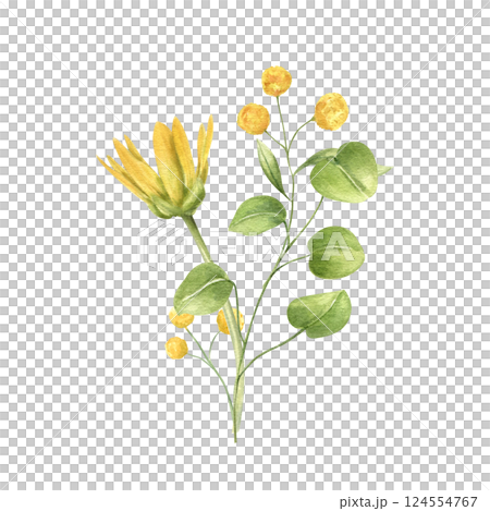 Watercolor spring primroses with leaves illustration isolated background. Meadow wild buttercup and abstract flowers bouquet. Floral composition for wedding invitation, greeting card, or Easter design Watercolor spring primroses with leaves illustration isolated background. Meadow wild buttercup and abstract flowers bouquet. Floral composition for wedding invitation, greeting card, or Easter design 124554767