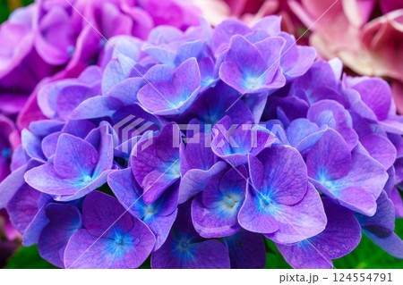 Close-up of a purple hydrangea flower in full bloom with a blurred background Close-up of a purple hydrangea flower in full bloom with a blurred background 124554791