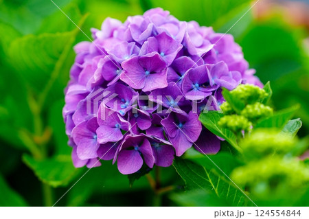 Close-up of a beautiful purple hydrangea flower in full bloom with a blurred background Close-up of a beautiful purple hydrangea flower in full bloom with a blurred background 124554844