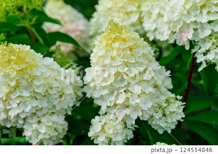 Stunning Close-Up of White Hydrangea Flower in Full Bloom Surrounded by Lush Green Leaves 124554846