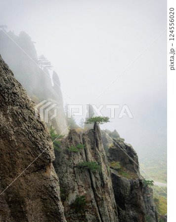 Forest on the edge cliff. Mystical mountain forest. 124556020