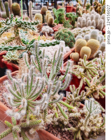 Collection of cactus and succulents. Collection of cactus and succulents. 124556027
