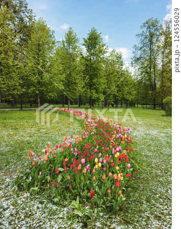 flowerbed with colorful tulips in spring 124556029