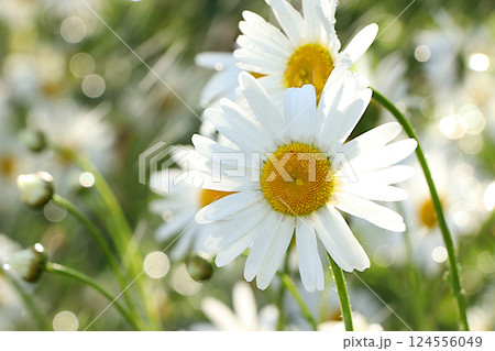 Beautiful bright greeting card with daisies with soft focus and bokeh.Abstract floral defocused background. Screen banner with flowers in the rain, or invitation, blooming garden concept. Beautiful bright greeting card with daisies with soft focus and bokeh.Abstract floral defocused background. Screen banner with flowers in the rain, or invitation, blooming garden concept. 124556049