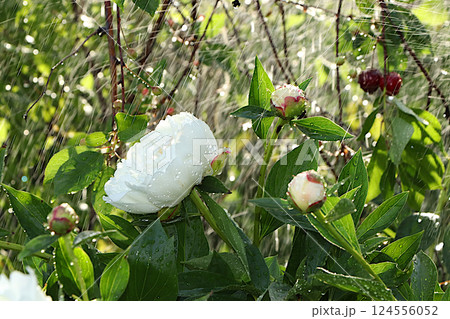 Beautiful bright greeting card with peonies with soft focus and bokeh.Abstract floral defocused background. Screen banner with flowers in the rain, or invitation, blooming garden concept. 124556052
