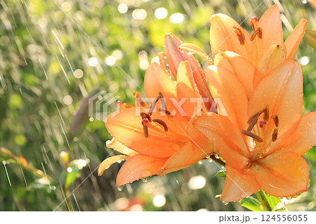 Abstract floral defocused background with lilies with soft focus and bokeh. Screen banner with flowers in the rain, beautiful bright greeting card or invitation, blooming garden concept. Abstract floral defocused background with lilies with soft focus and bokeh. Screen banner with flowers in the rain, beautiful bright greeting card or invitation, blooming garden concept. 124556055