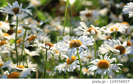 Abstract floral spring defocused background with wild daisies with soft focus and bokeh. Screen banner with flowers in the rain, beautiful bright greeting card or invitation, blooming garden concept. Abstract floral spring defocused background with wild daisies with soft focus and bokeh. Screen banner with flowers in the rain, beautiful bright greeting card or invitation, blooming garden concept. 124556057