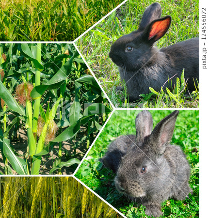 Rabbit Farm and corn and wheat field. Corn and wheat are fodder crops for livestock. Collage. 124556072