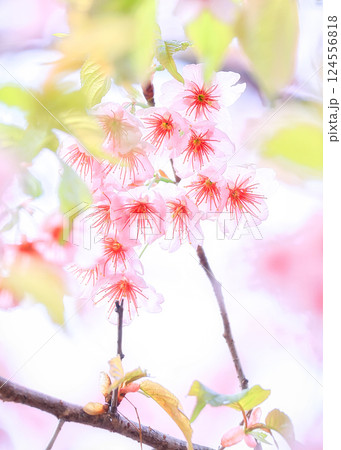 初御代桜、若葉和え 初御代桜、若葉和え 124556818