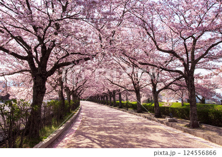 桜並木　SAKURA 124556866