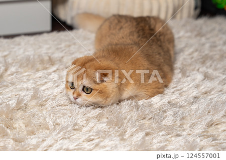 Scottish Fold Cat with Golden Chinchilla Fur Scottish Fold Cat with Golden Chinchilla Fur 124557001