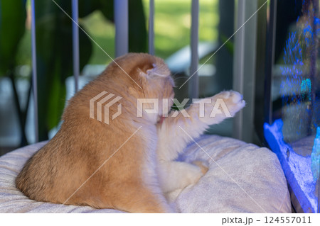 Scottish Fold Cat with Golden Chinchilla Fur Scottish Fold Cat with Golden Chinchilla Fur 124557011