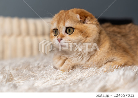 Scottish Fold Cat with Golden Chinchilla Fur 124557012