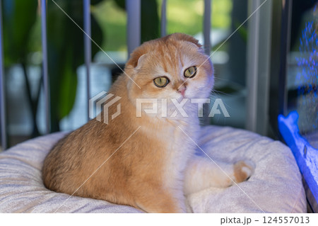 Scottish Fold Cat with Golden Chinchilla Fur Scottish Fold Cat with Golden Chinchilla Fur 124557013