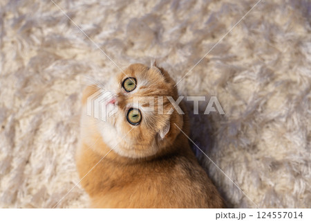 Scottish Fold Cat with Golden Chinchilla Fur Scottish Fold Cat with Golden Chinchilla Fur 124557014