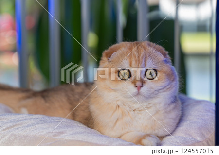 Scottish Fold Cat with Golden Chinchilla Fur Scottish Fold Cat with Golden Chinchilla Fur 124557015