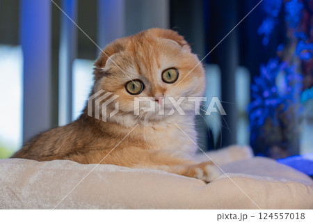 Scottish Fold Cat with Golden Chinchilla Fur 124557018