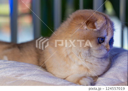 Scottish Fold Cat with Golden Chinchilla Fur Scottish Fold Cat with Golden Chinchilla Fur 124557019