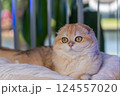 Scottish Fold Cat with Golden Chinchilla Fur 124557020
