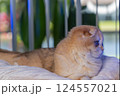 Scottish Fold Cat with Golden Chinchilla Fur 124557021