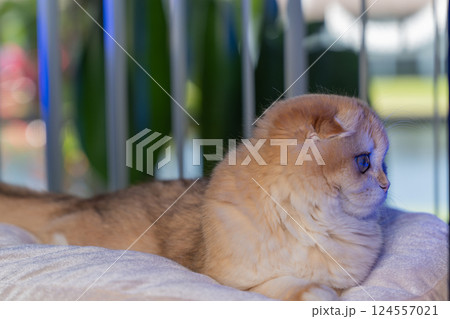 Scottish Fold Cat with Golden Chinchilla Fur 124557021