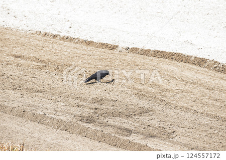 エサを啄むカラス　整地された田畑　耕されたばかりの田んぼ　イメージ素材 124557172