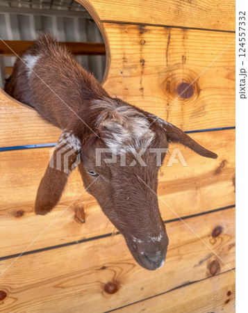 Dairy goats close-up, portrait of a goat with big ear ready for feeding 124557332