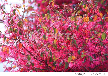 満開の紅花常盤万作（ベニバナトキワマンサク） 124557464