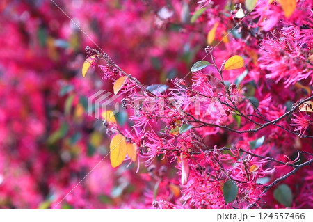 満開の紅花常盤万作（ベニバナトキワマンサク） 124557466