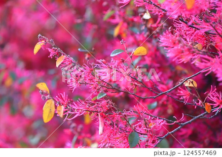 満開の紅花常盤万作（ベニバナトキワマンサク） 124557469