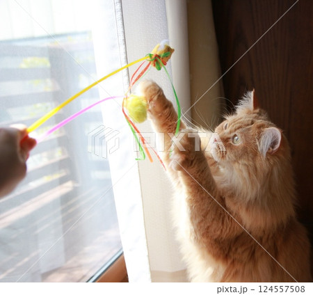 窓辺で猫じゃらしで遊ぶラガマフィンの成猫のバストアップ 124557508