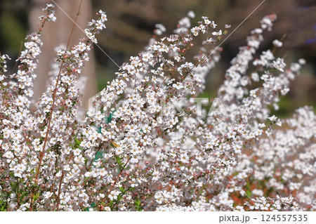 ピンク色の雪柳（ユキヤナギ）　フジノピンク 124557535