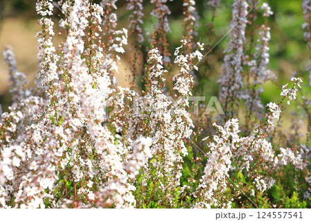 ピンク色の雪柳（ユキヤナギ）　フジノピンク 124557541