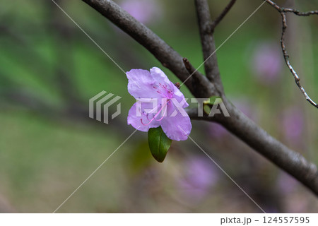 A vibrant pink flower blooming on a branch with budding leaves during early spring, showcasing nature's renewal and beauty, photographed with a blurred background. 124557595