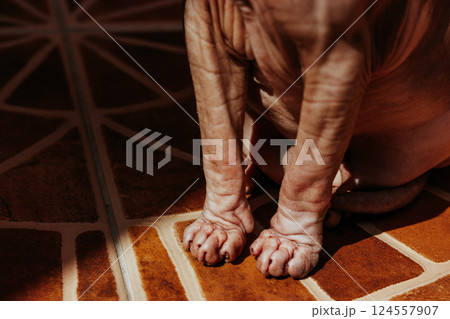 Paws of a bald Canadian Sphynx cat sitting on a tiled brown floor in sunlight on the balcony. Selective focus and body parts of kitty hairless sphinx. 124557907