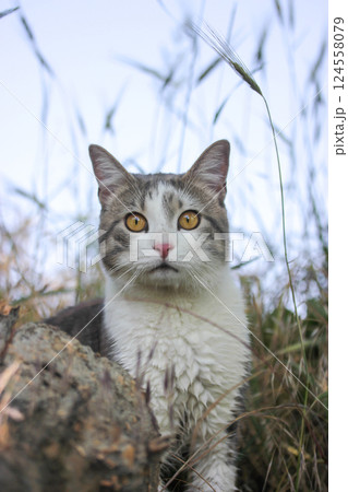 Bicolor white gray surprised cat with yellow eyes watching into distance. Feline hunting on nature. Kat, gato, katt, gato, kot, kissa. Feline portrait 124558079