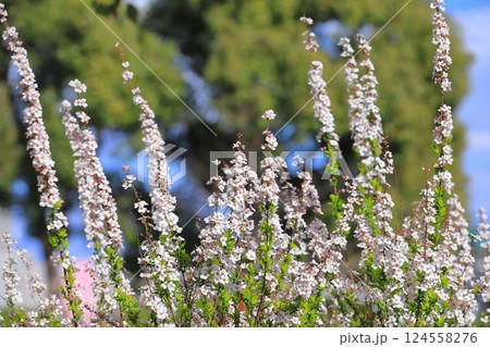 ピンク色の雪柳（ユキヤナギ）　フジノピンク 124558276