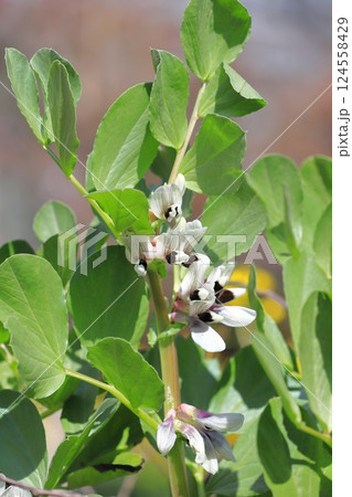 空豆(ソラマメ)の花 空豆(ソラマメ)の花 124558429