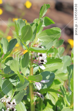 空豆(ソラマメ)の花 空豆(ソラマメ)の花 124558430