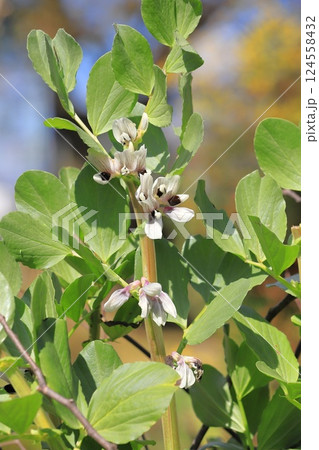 空豆(ソラマメ)の花 空豆(ソラマメ)の花 124558432
