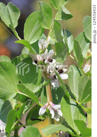 空豆(ソラマメ)の花 空豆(ソラマメ)の花 124558433