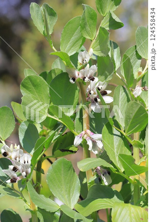 空豆(ソラマメ)の花 空豆(ソラマメ)の花 124558434